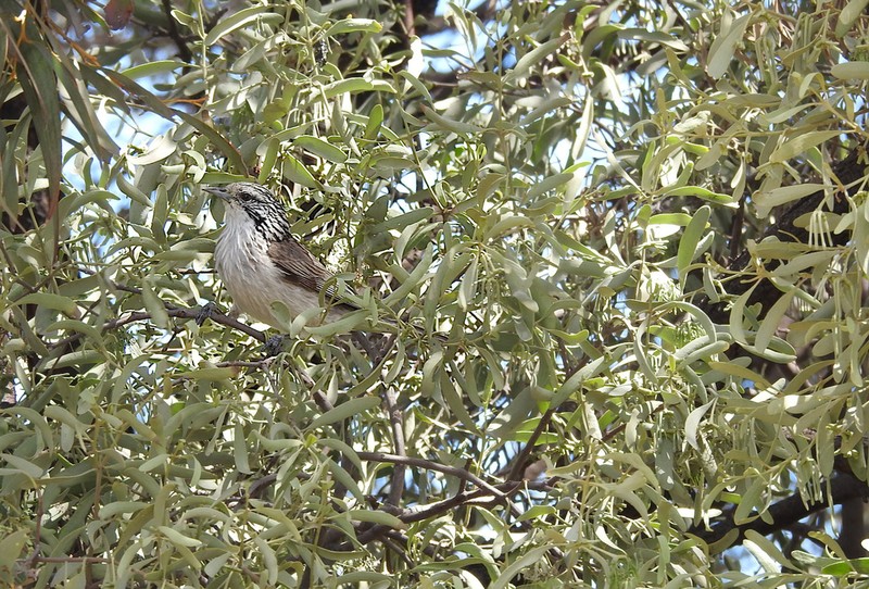Amyema maidenii photo 6
