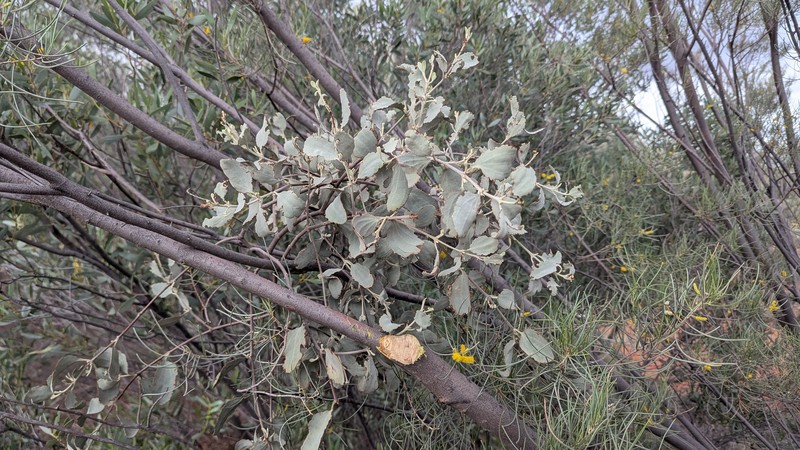 Amyema maidenii subsp. maidenii
