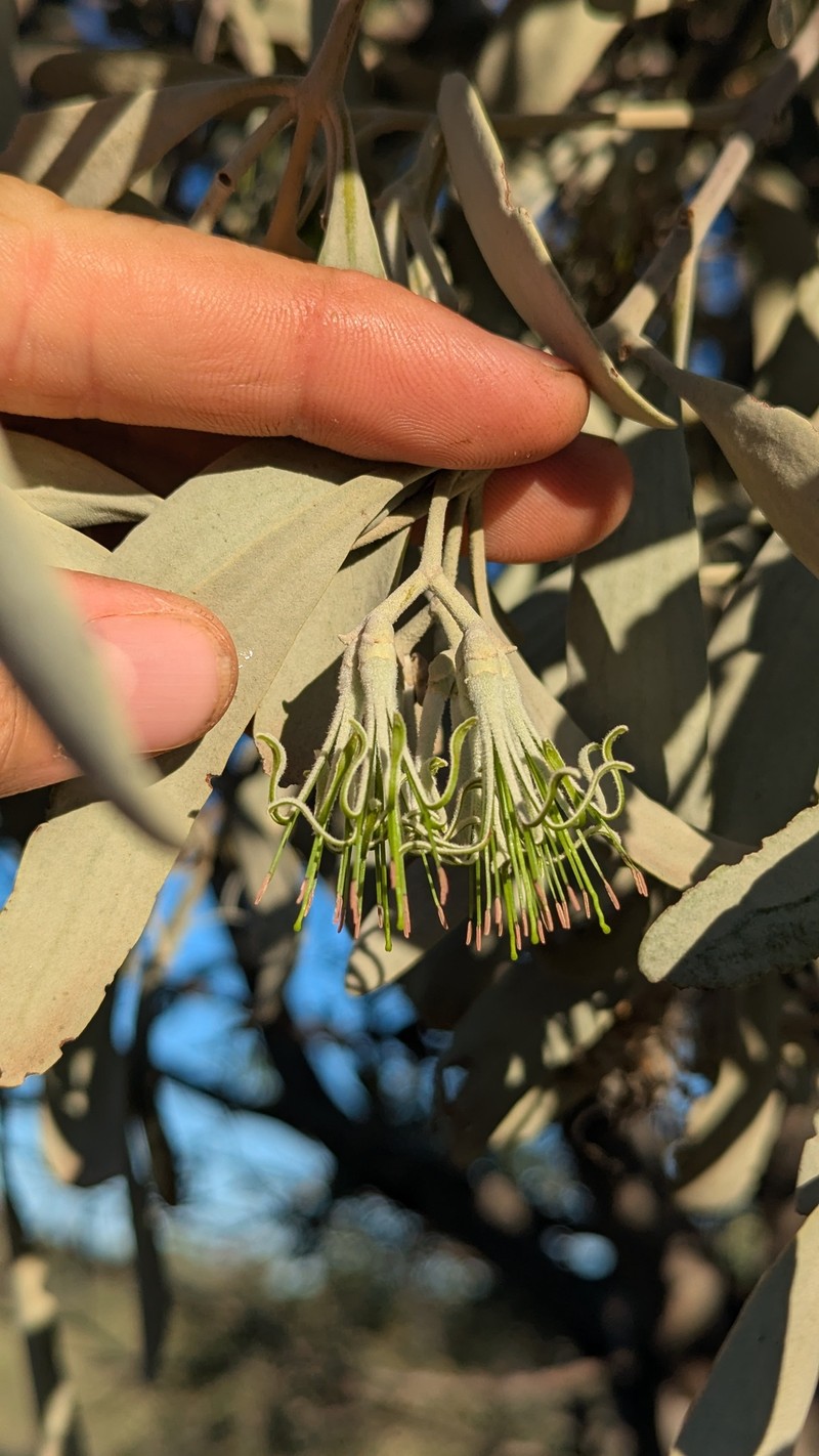 Amyema maidenii subsp. maidenii photo 2