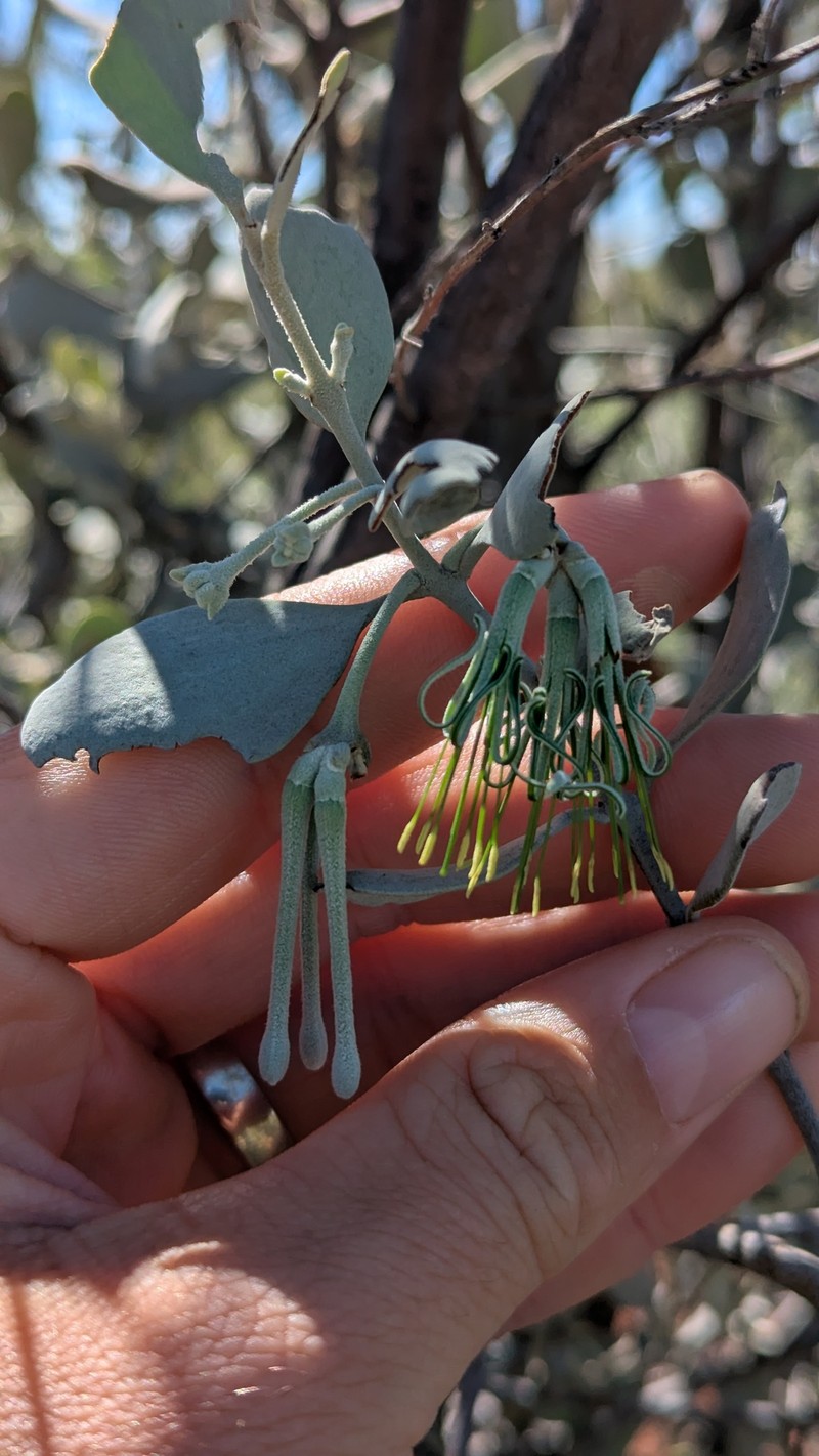 Amyema maidenii subsp. maidenii photo 3