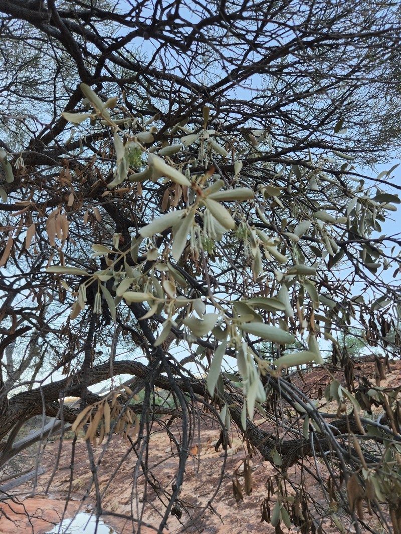 Amyema maidenii subsp. maidenii photo 4