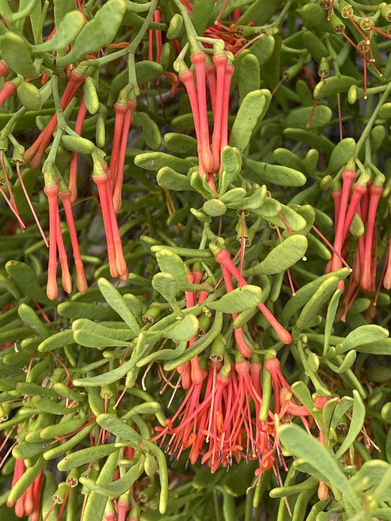 Amyema melaleucae