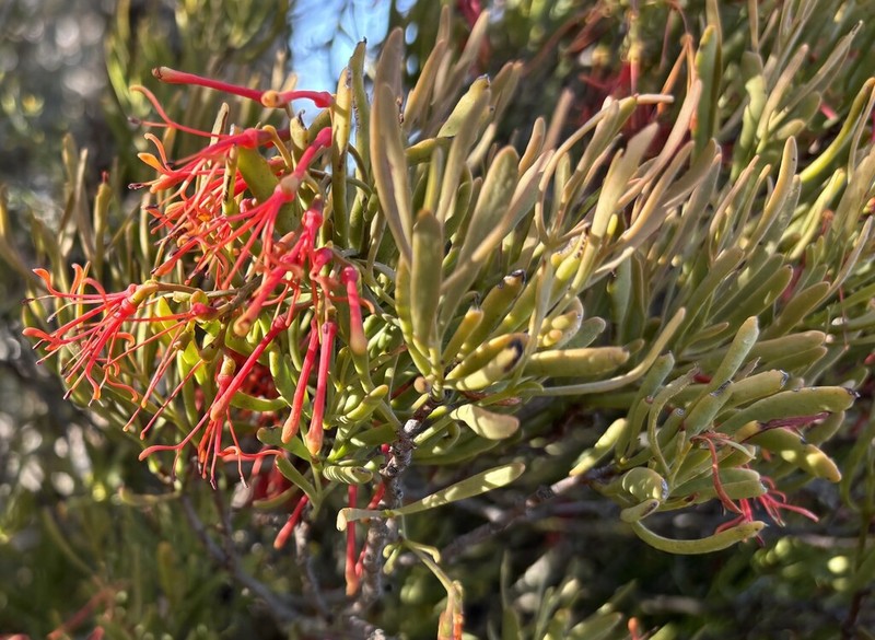 Amyema melaleucae photo 3