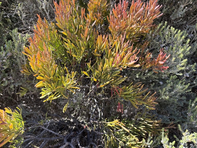 Amyema melaleucae photo 4