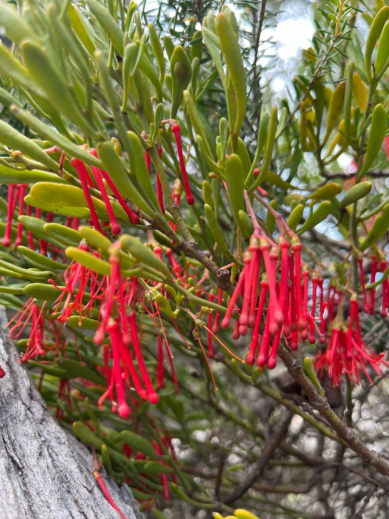 Amyema melaleucae photo 5