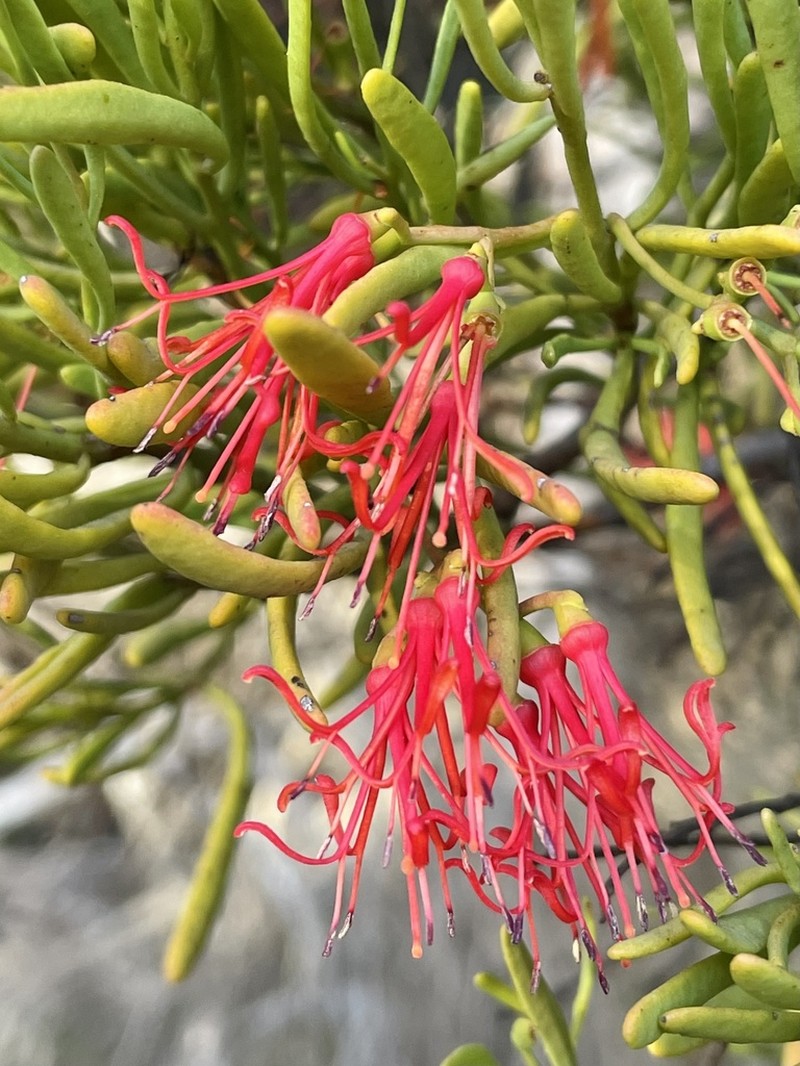 Amyema melaleucae photo 6