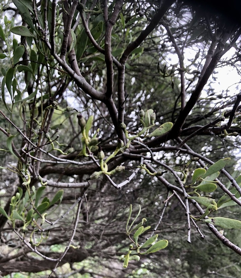 Amyema melaleucae photo 7