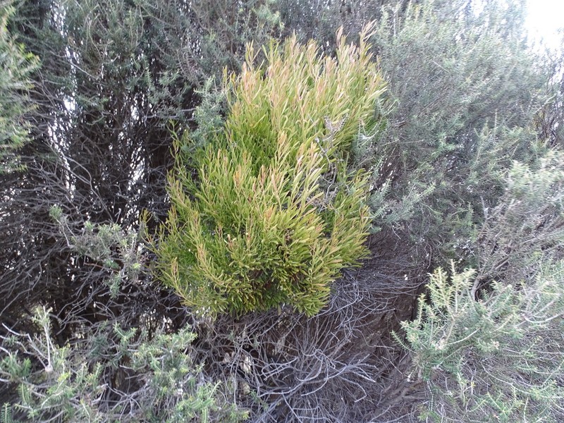 Amyema melaleucae photo 8