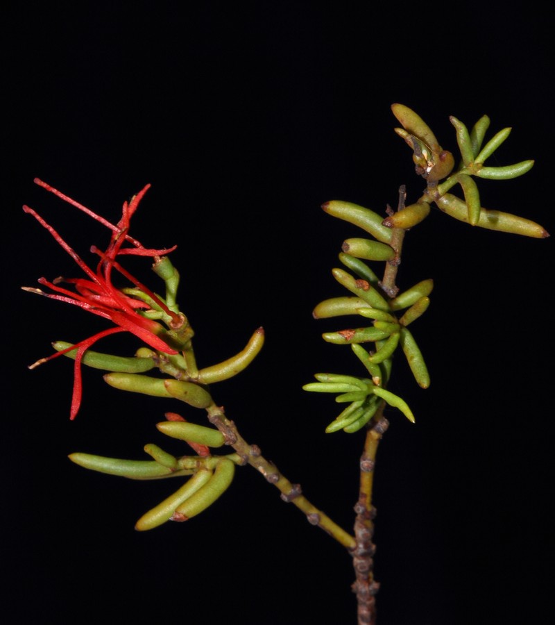Amyema microphylla