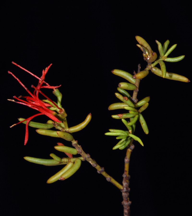 Amyema microphylla photo 2