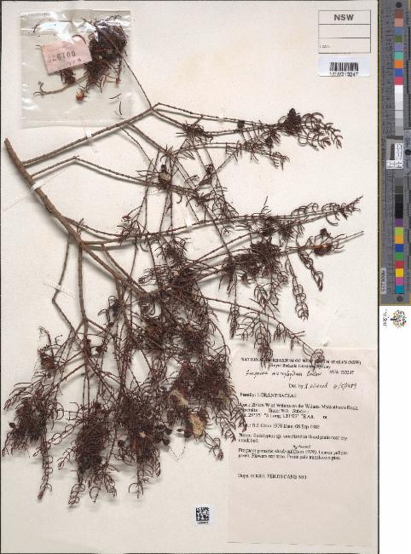 Amyema microphylla photo 3