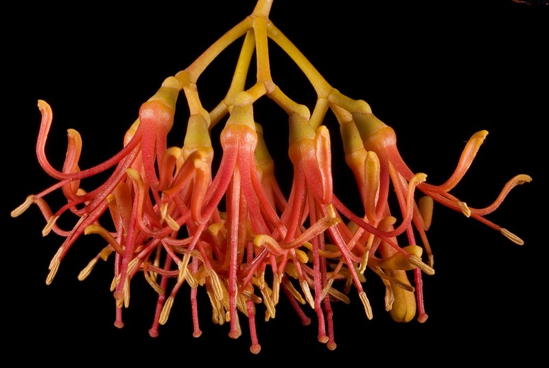 Amyema miquelii