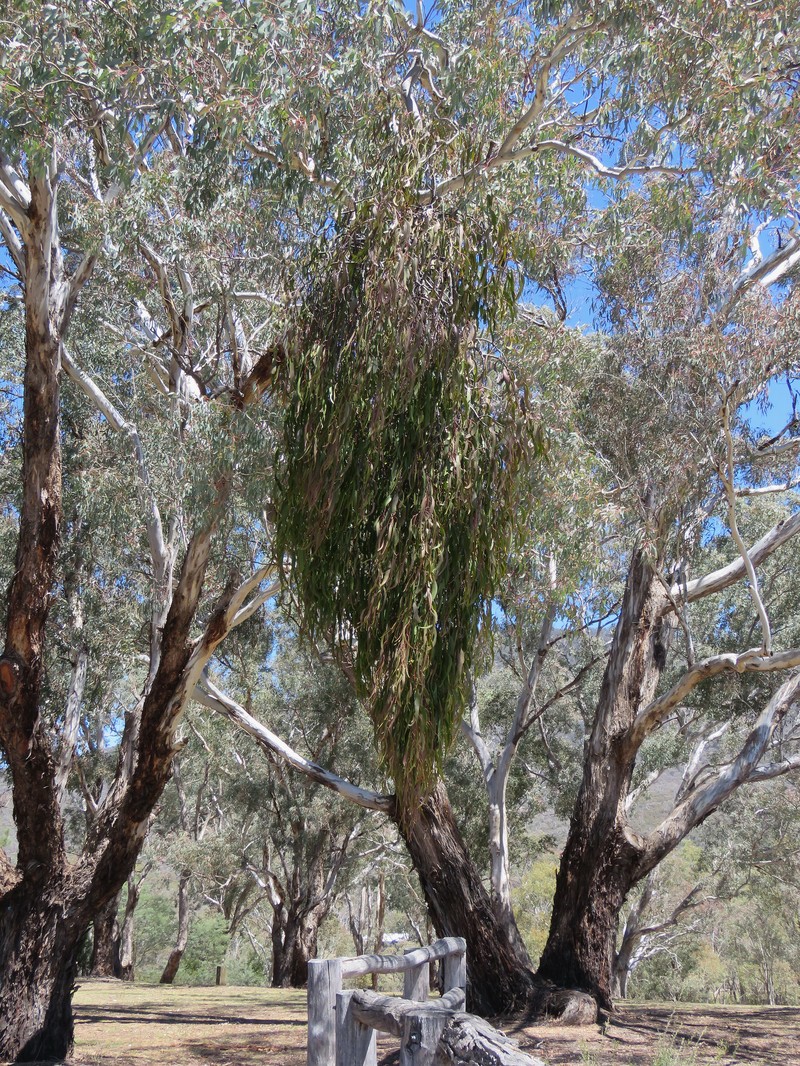 Amyema miquelii photo 2