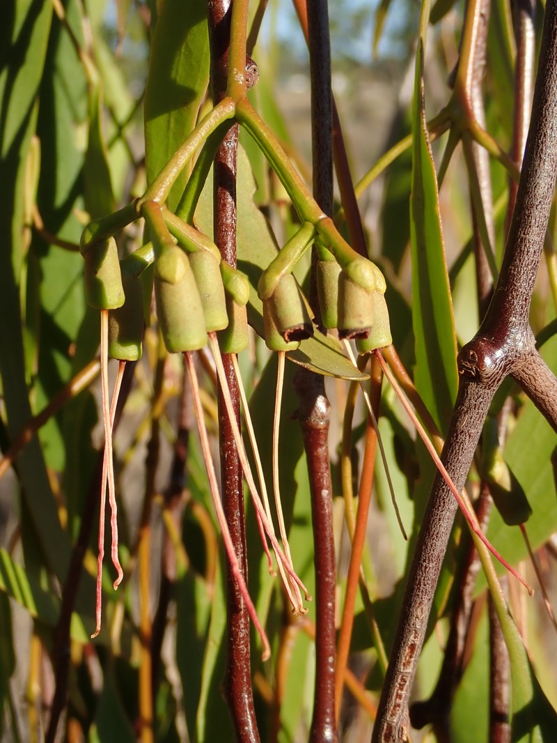 Amyema miquelii photo 3