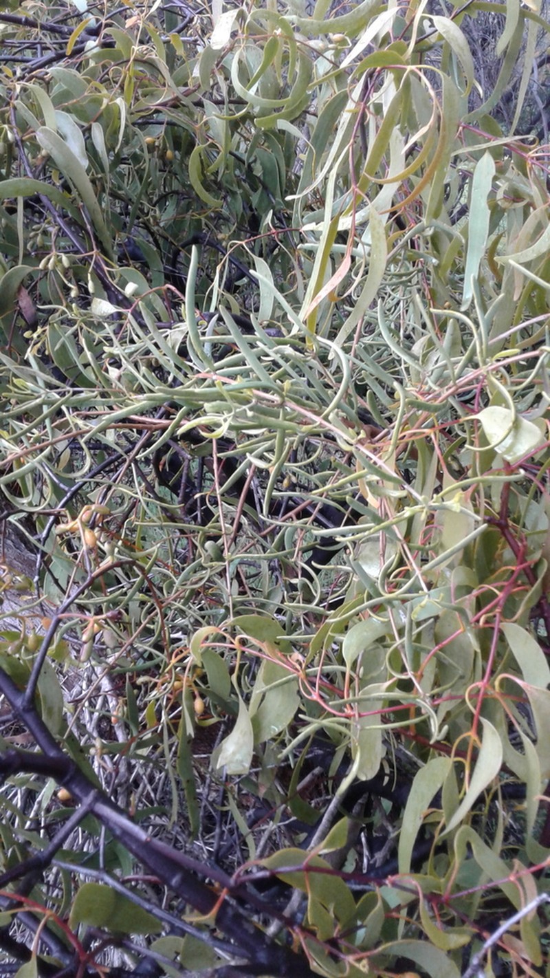 Amyema miquelii photo 5
