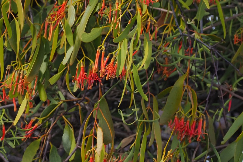 Amyema miquelii photo 6