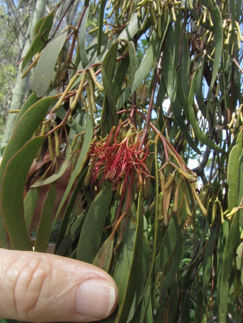 Amyema miquelii photo 7