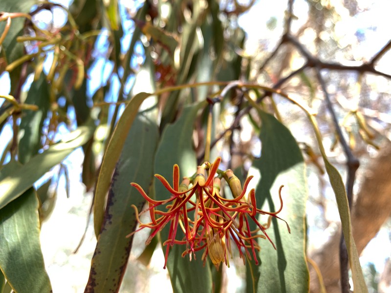 Amyema miquelii photo 8
