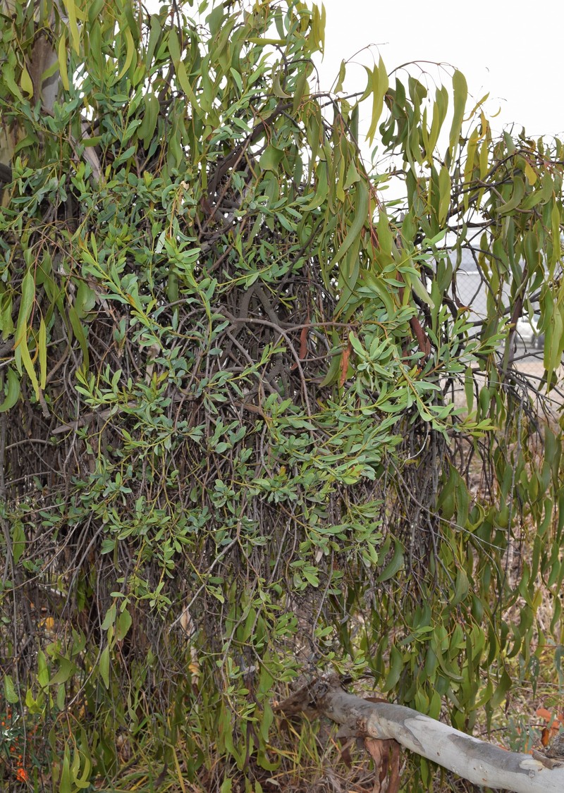 Amyema miraculosa