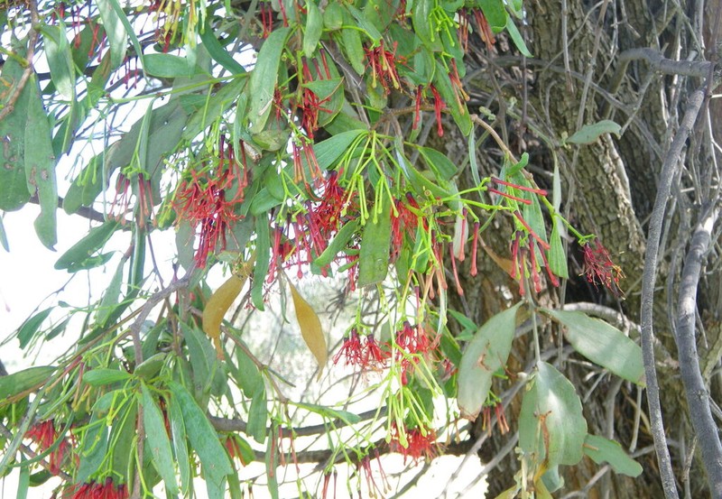 Amyema miraculosa photo 3