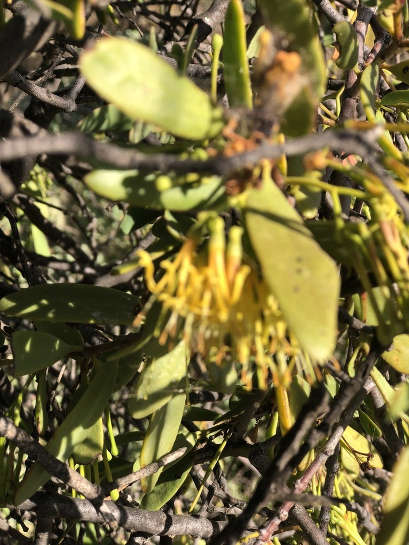 Amyema miraculosa photo 4