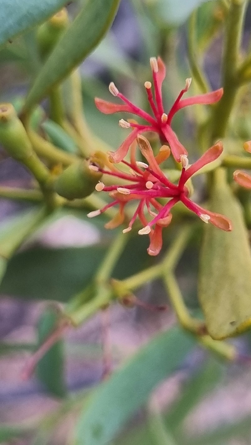 Amyema miraculosa photo 5