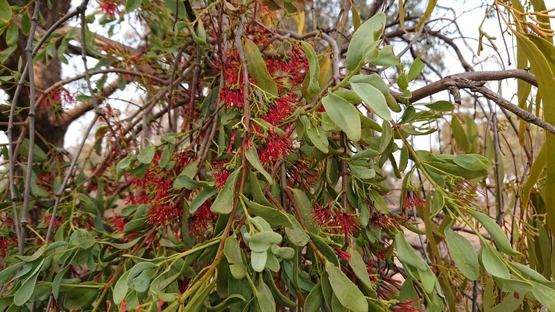 Amyema miraculosa photo 6