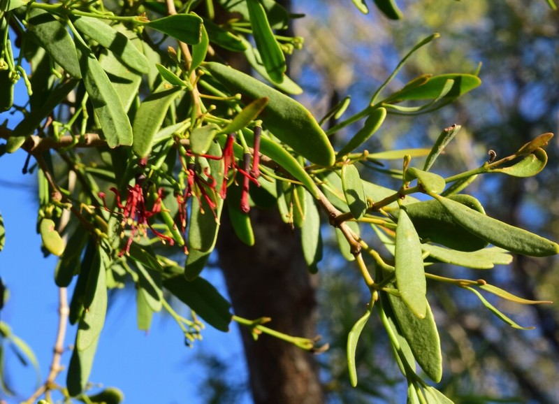 Amyema miraculosa photo 7