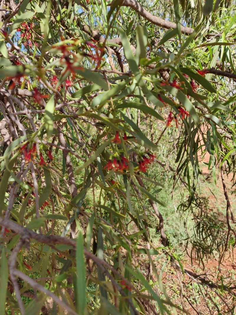 Amyema miraculosa photo 8