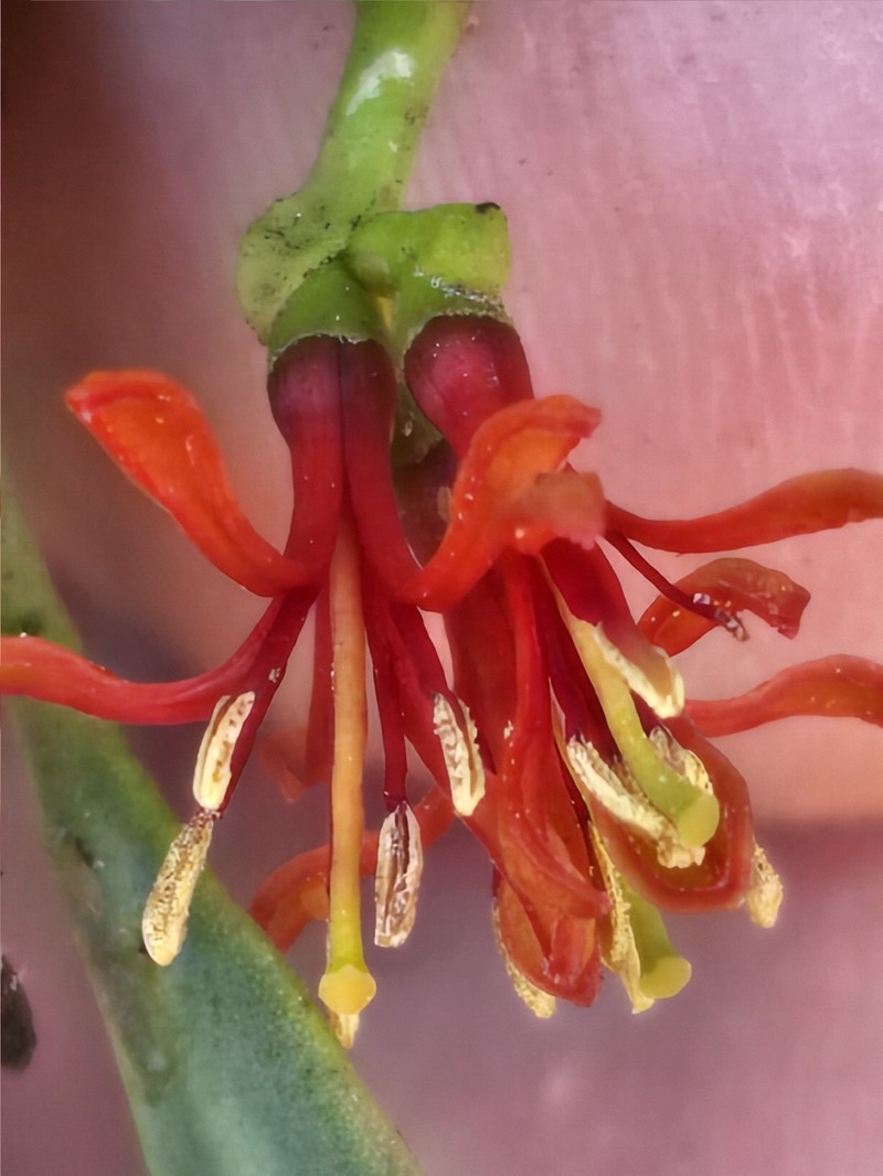 Amyema miraculosa subsp. miraculosa