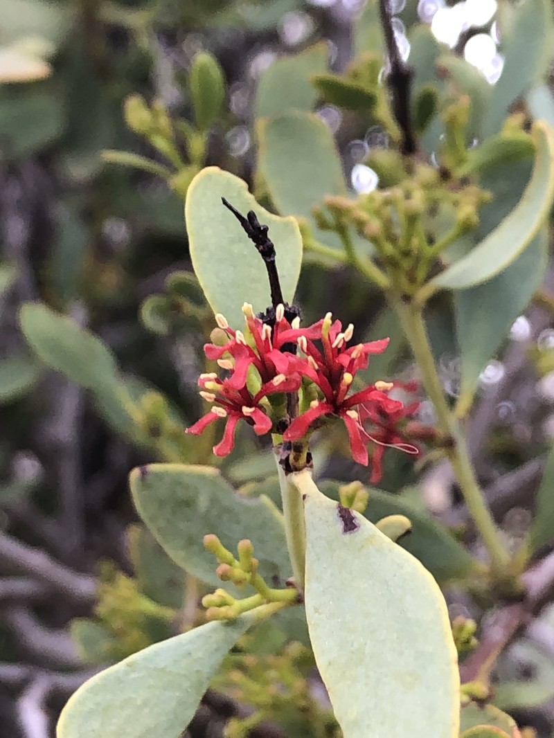 Amyema miraculosa subsp. miraculosa photo 2