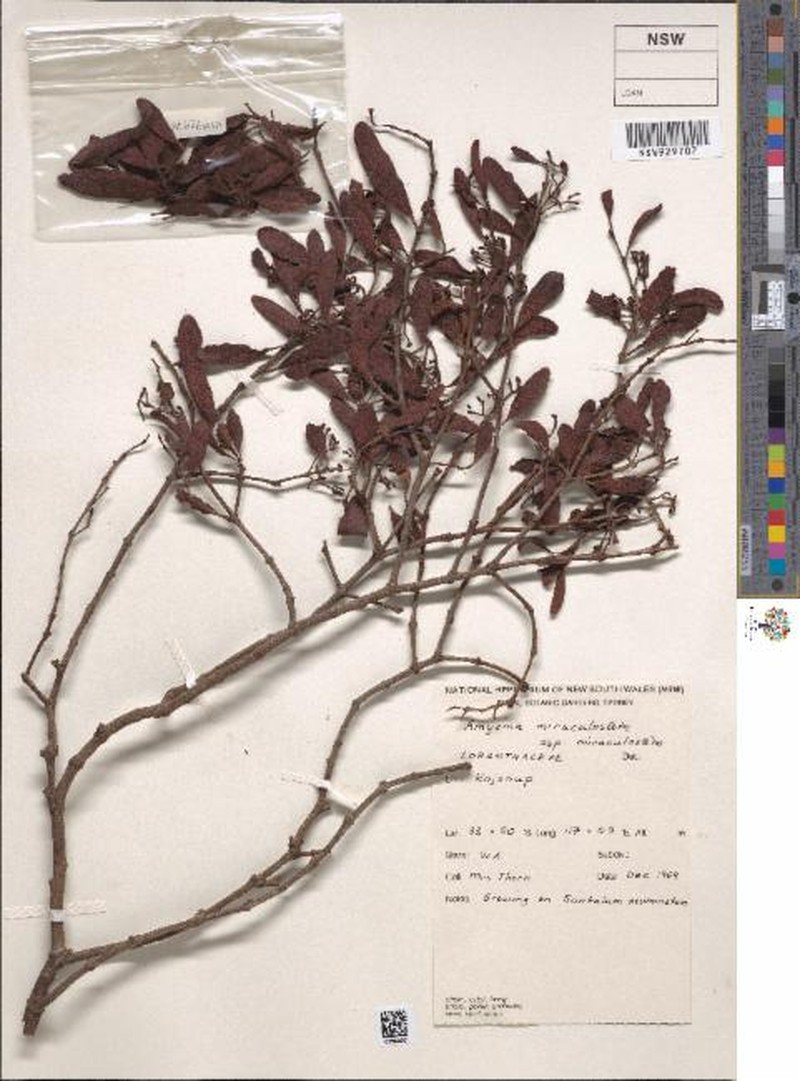 Amyema miraculosa subsp. miraculosa photo 4