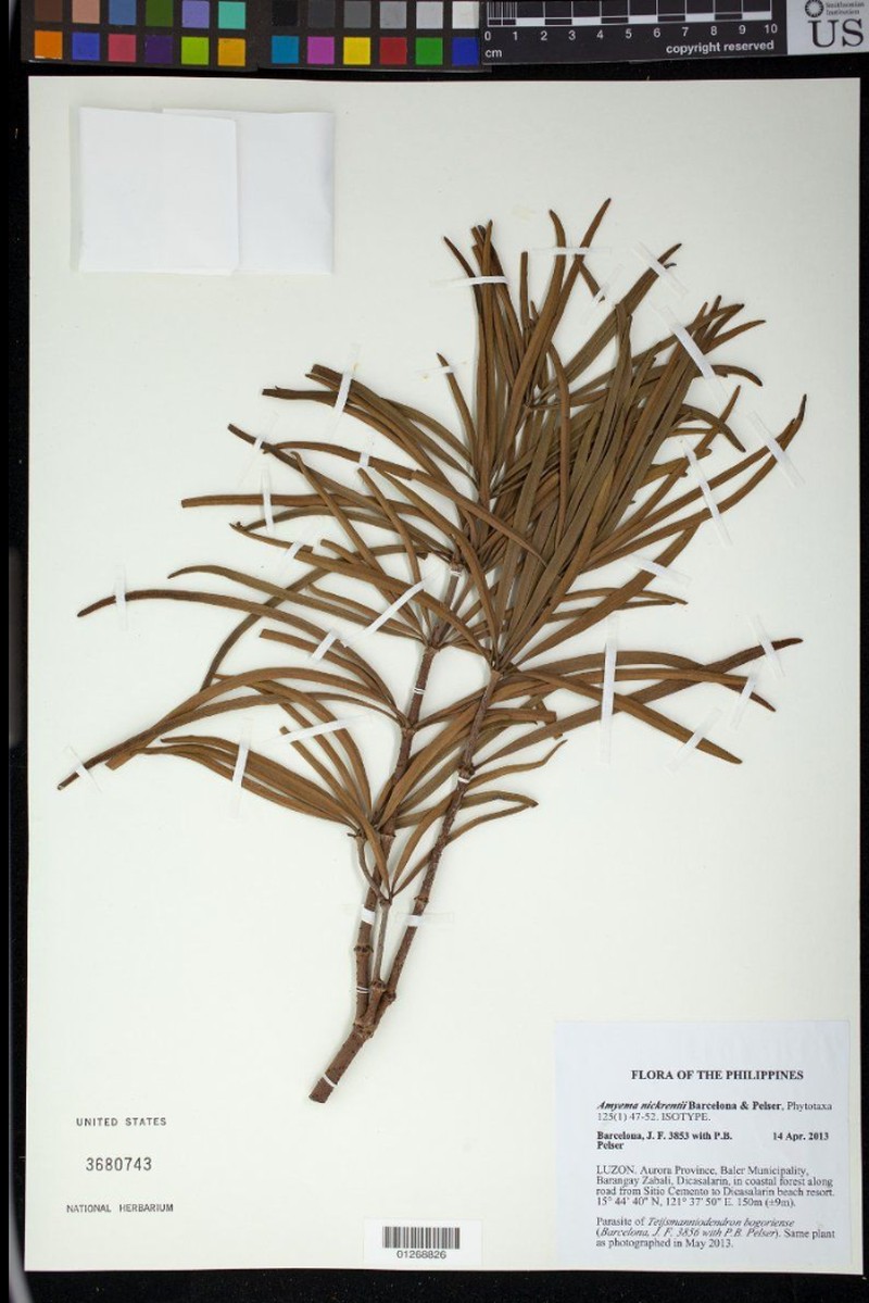 Amyema nickrentii
