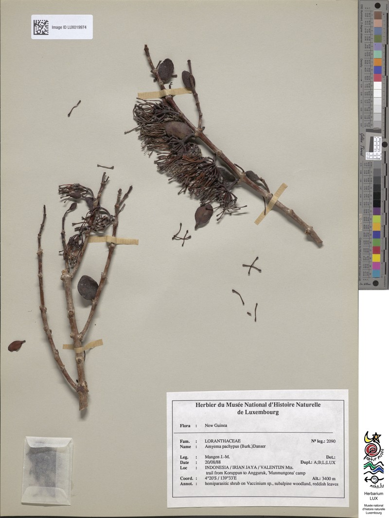 Amyema pachypus