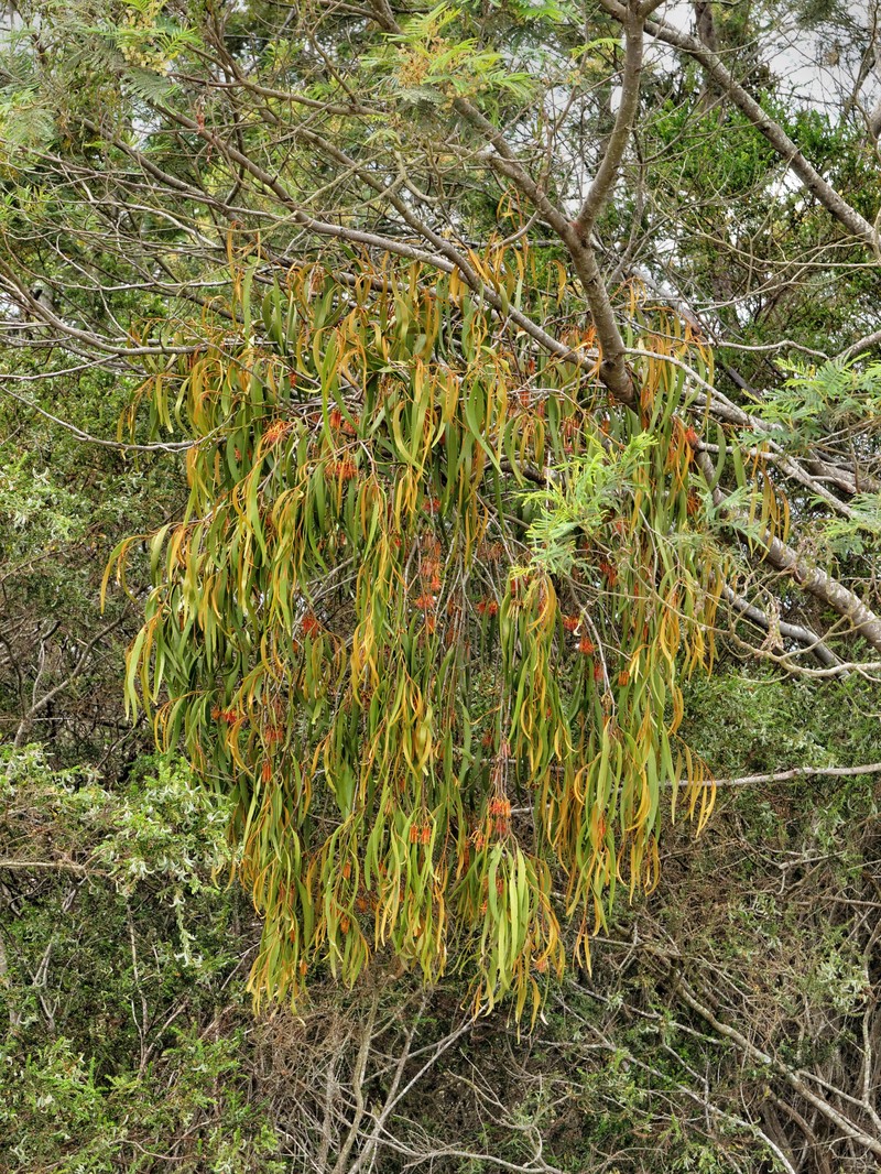 Amyema pendula