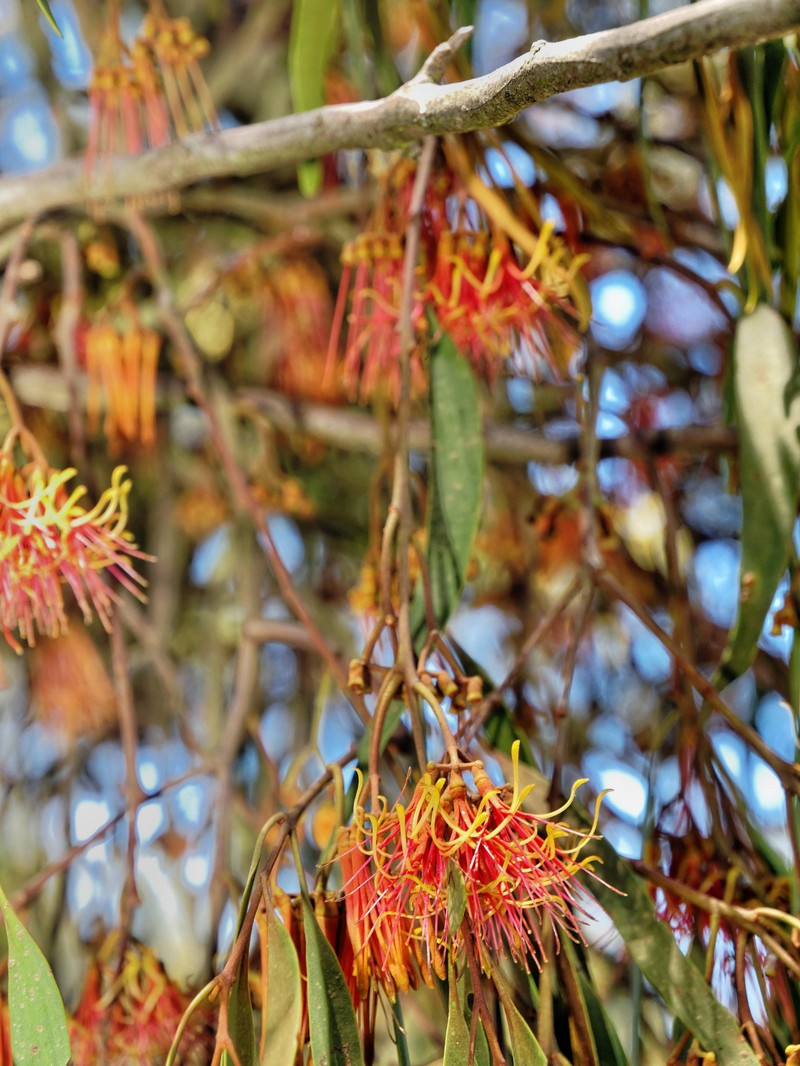Amyema pendula photo 2