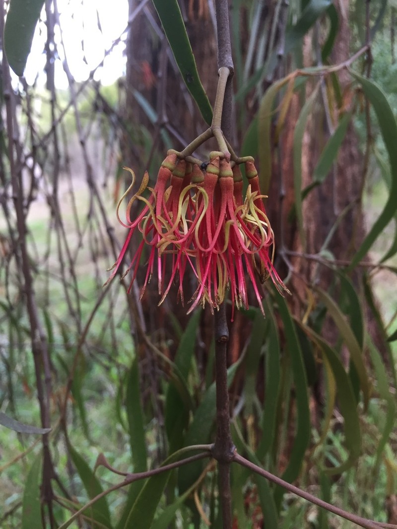 Amyema pendula photo 3