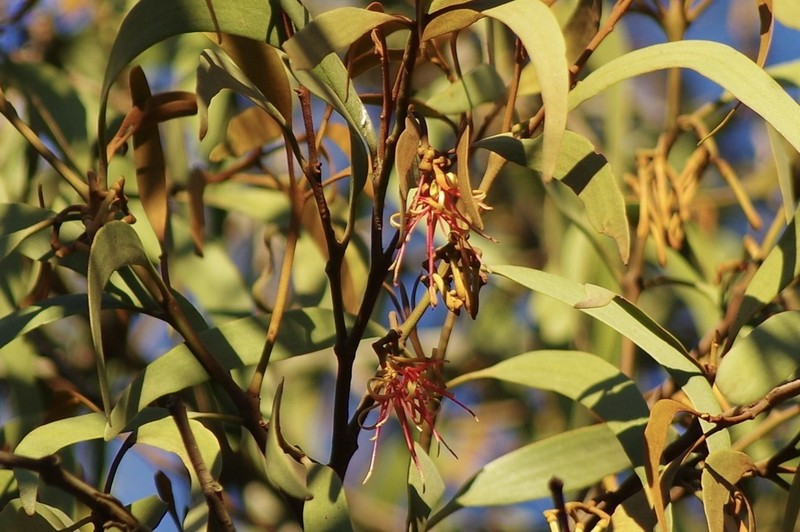 Amyema pendula photo 4