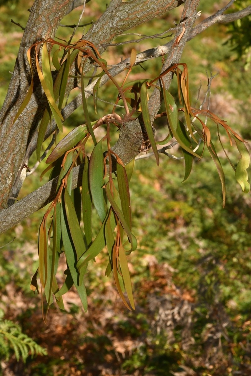 Amyema pendula photo 6