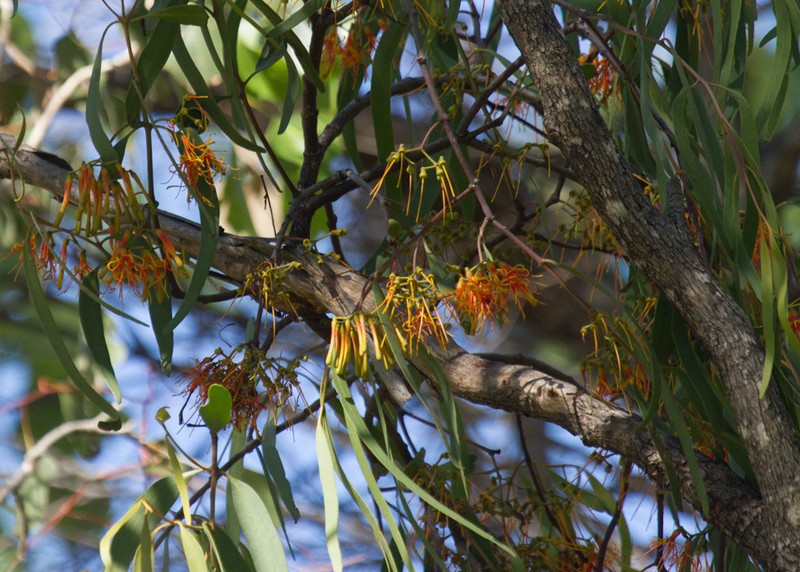 Amyema pendula photo 8