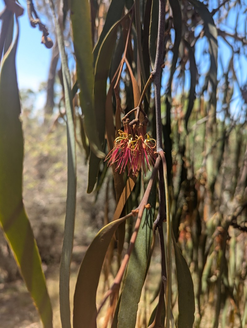 Amyema pendula subsp. pendula