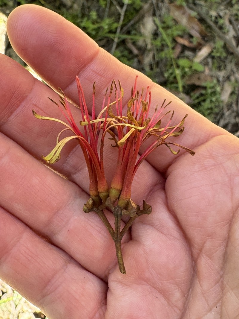 Amyema pendula subsp. pendula photo 2