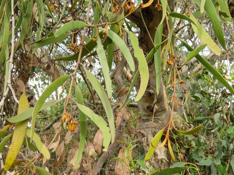 Amyema pendula subsp. pendula photo 3