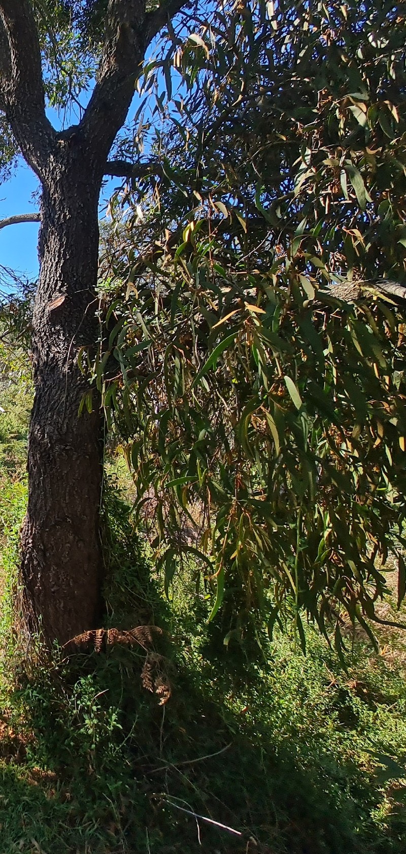 Amyema pendula subsp. pendula photo 4