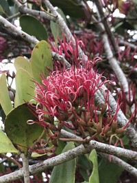 Amyema plicatula