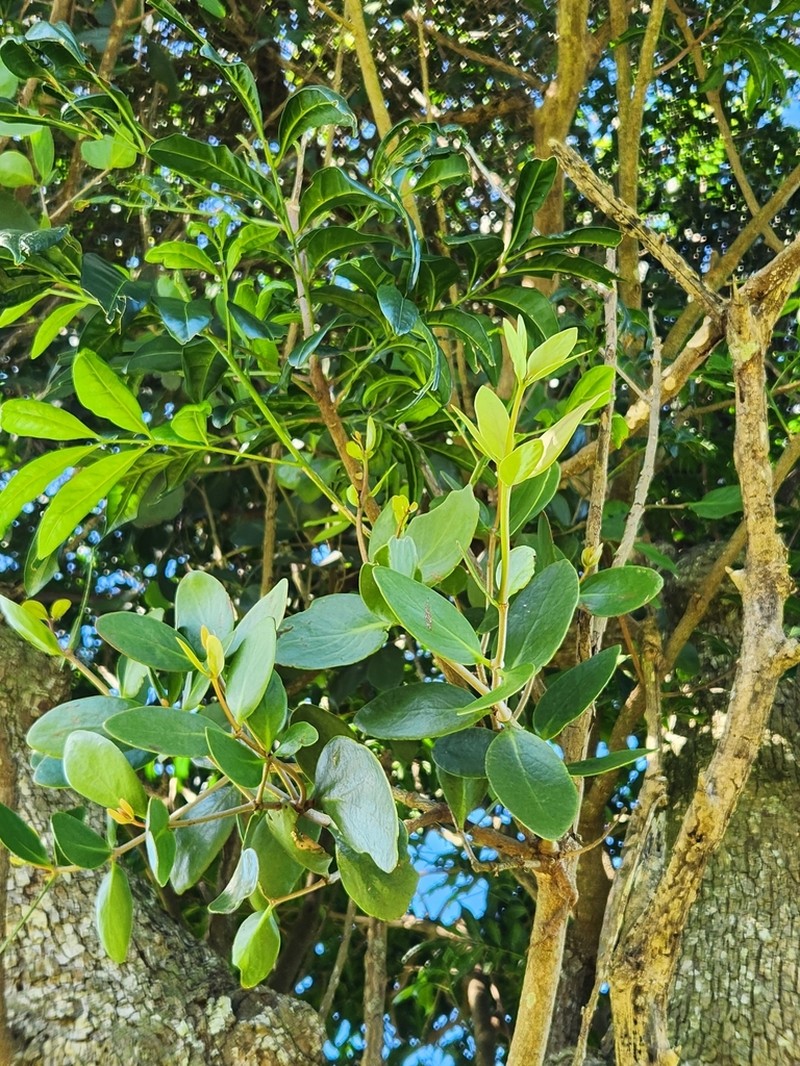 Amyema plicatula photo 2