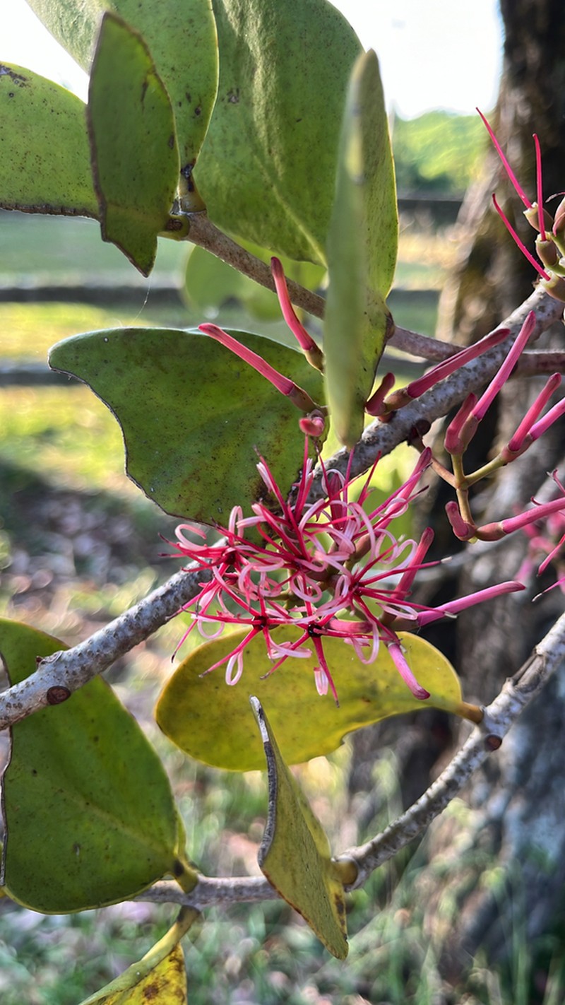 Amyema plicatula photo 3