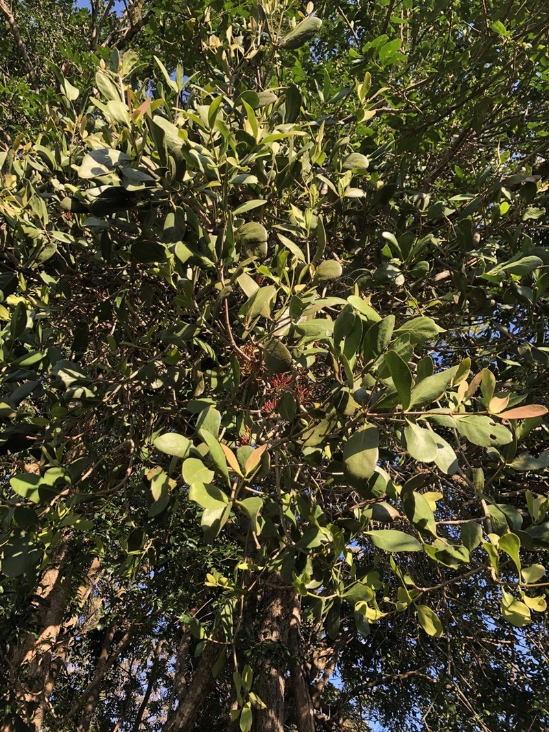 Amyema plicatula photo 5