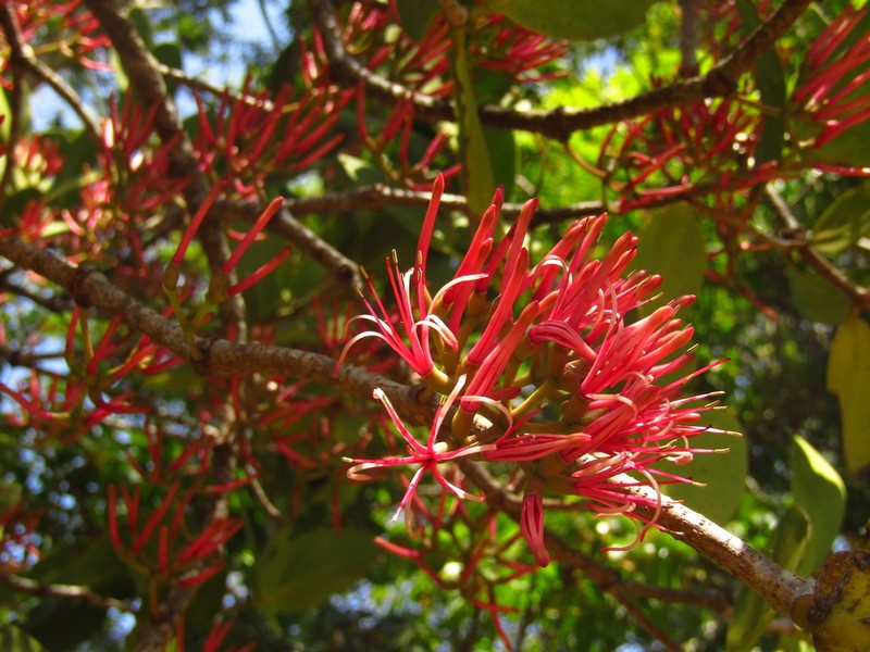 Amyema plicatula photo 6