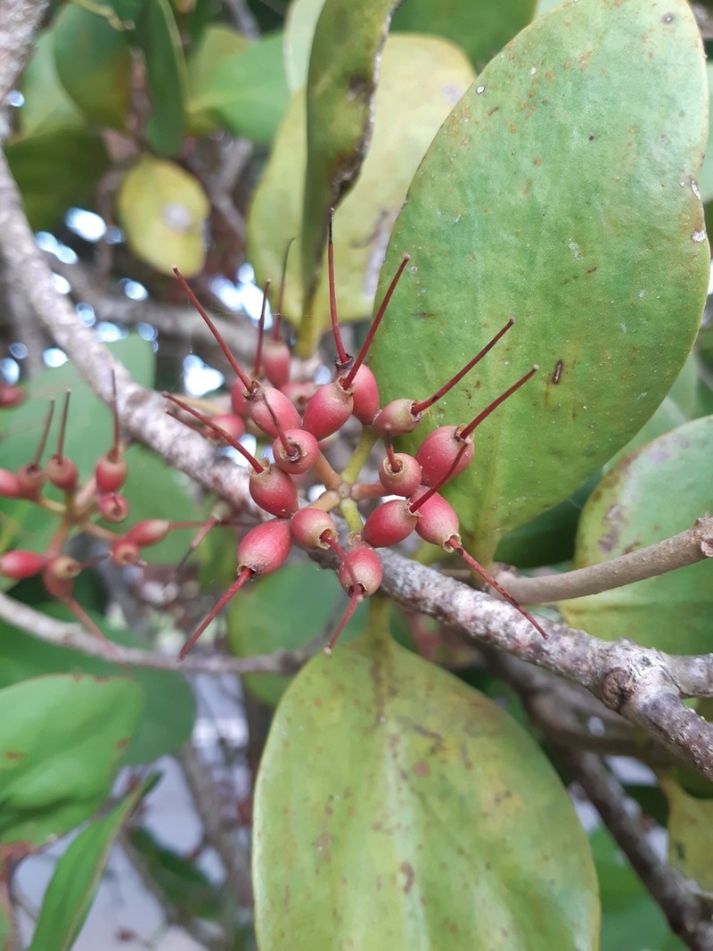Amyema plicatula photo 7